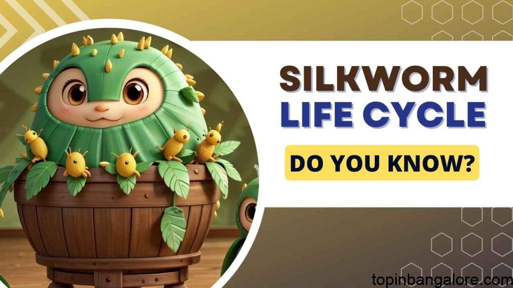 Silkworm Life Cycle Explained for Kids