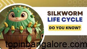 Silkworm Life Cycle Explained for Kids