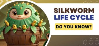 Silkworm Life Cycle: Explained for Kids